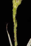 Carolina silkgrass